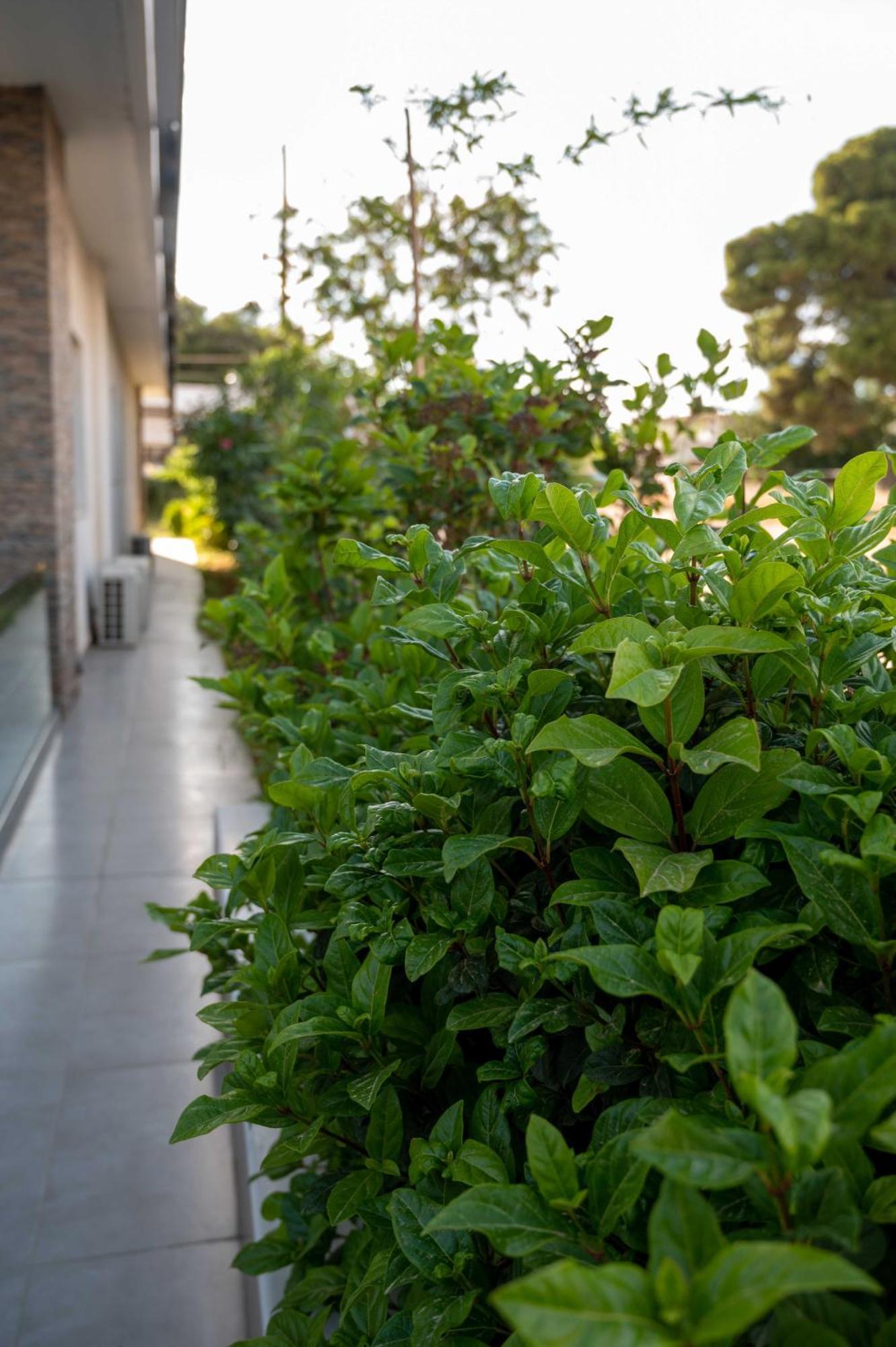 Finikas Suites & Apartments 10Min From Athens Airport Artemida  Luaran gambar